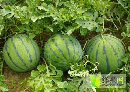 本人代办10年西瓜,欢迎前来洽谈采购