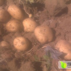 山丹土豆已上市，欢迎前来洽谈采购