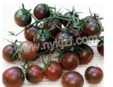 黑番茄种子--黑珍珠