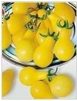 黄洋梨型番茄种子