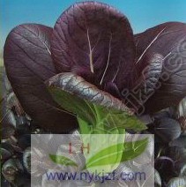 新优特菜—紫油菜种子