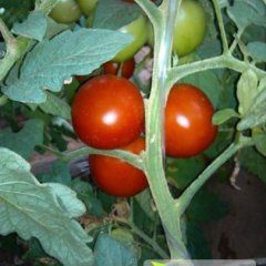 山西榆社红凯西红柿香甜可口