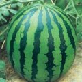 小人物代收梁山西瓜《诚信为本》