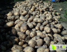 本人出售30万斤延薯四号土豆 纯沙土地种植