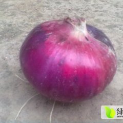 西昌礼州红皮洋葱量大从优 欢迎来电咨询