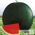 湖北省江陵县马家寨乡大量供应西瓜