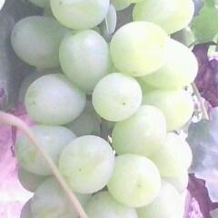 渭北千亩套袋维多利亚上市了！