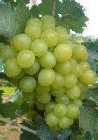 渭北千亩套袋维多利亚葡萄火爆上市！