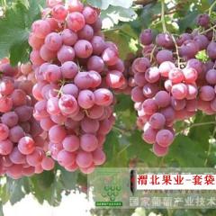 渭南万亩优质套袋红提葡萄即将火爆上市