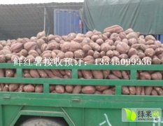 山东临沂新鲜红薯大面积上市 品种繁多