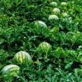 代收西瓜 吨位不限