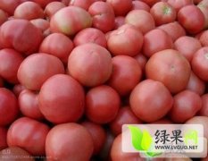 莒南西红柿品种齐全 价格低廉