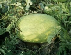 济宁金乡是传统的“西瓜之乡” 出售西瓜