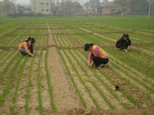 新疆库尔勒冬小麦上货量大