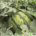 山东省聊城市冠县大量供应西瓜