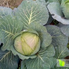 襄州秦金龙12月旺旺甘蓝