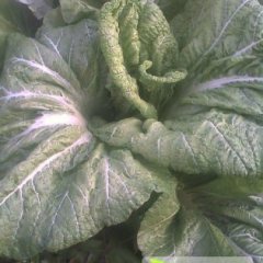 襄州老河秦金龙12月包心芥菜