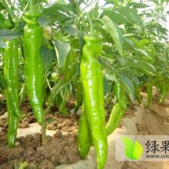 夏邑辣椒品质极佳 单果重 欢迎来选购