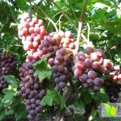 临渭供应优质红提葡萄 颗粒饱满 色泽红润