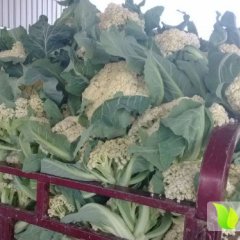 莘县菜花菜色白美观 肉质细嫩 味甘鲜美