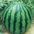 山西省忻州大量出售香瓜、西瓜