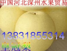 中国河北深州水果贸易供应皇冠梨
