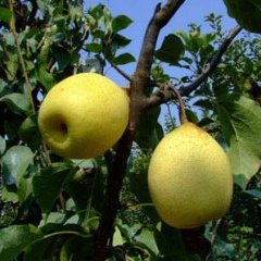 陕西大荔：酥梨 红香酥梨价格行情