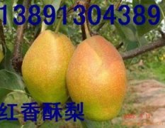 陕西省优质早熟梨产地、红香酥梨、酥梨基地价格