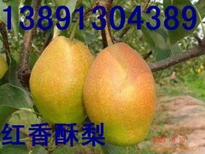 陕西省优质早熟梨产地、红香酥梨、酥梨基地价格