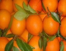 江西赣州脐橙供应果鲜，味美，价廉物美