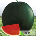湖北省松滋千亩西瓜上市
