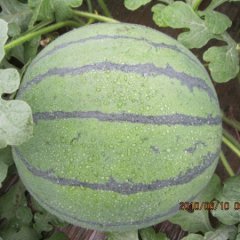 最新育成西瓜种子-金宝