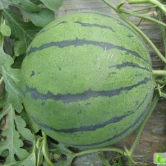 大量供应 金凤西瓜种子