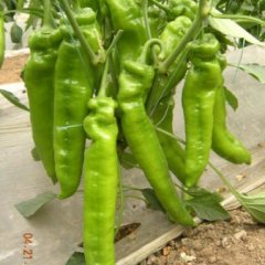 山东青州辣椒甜椒线椒大量上市