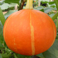 山东青州红皮南瓜贝贝南瓜上市了