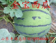 最新育成西瓜种子—金宝