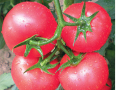 海阳大红西红柿1.4-2.0元/斤