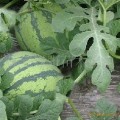 吉林省长岭县西瓜大量上市