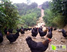 河南常年提供生态鸡 生态鸡蛋 纯天然养殖