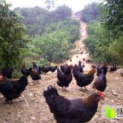 河南常年提供生态鸡 生态鸡蛋 纯天然养殖