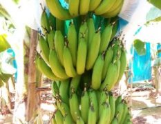 惠州博罗县杨侨镇香蕉万亩香蕉即将出售
