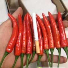 建水辣椒椒型好 辣度高 色泽艳 肉质脆嫩