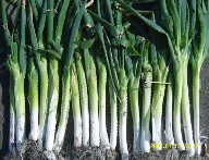 黑龙江绥化大葱 代购 代销 配货 信息中心