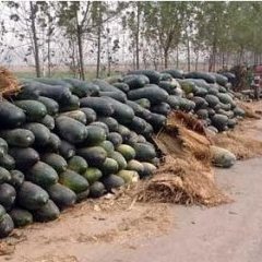 江苏盐城：大量供应炮弹冬瓜0.16斤