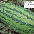 大量供应“什拉特拉”西瓜