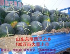 山东东明西瓜100万亩大量上市