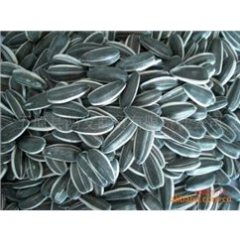 河套地区葵花5009美葵系列