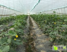 湖北胖达农业发展有限公司专业种植黄瓜
