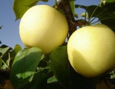 安徽砀山大量供应黄金梨，园皇梨，酥梨等