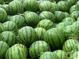 两千亩产出优质西瓜（小凤，大地雷，新红宝，）